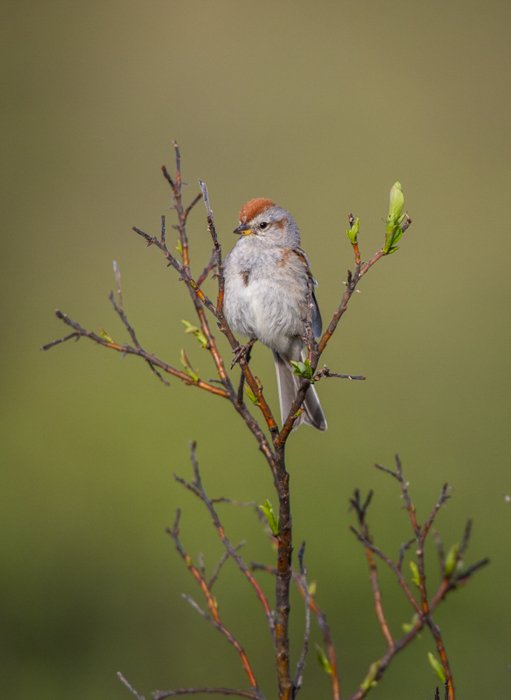 small bird with a red crest on its head, standing on a thin tree branch 