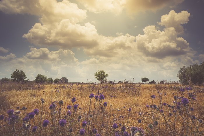 A dreamy low contrast photo of a meadow under a cloudy sky
