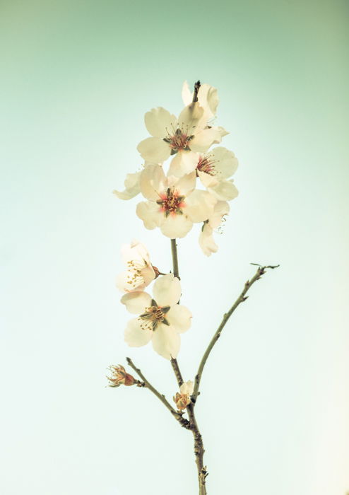 Serene photo of a white flower as an example of low contrast images