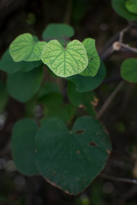 A green plant with the leaves in the foreground in focus, demonstrating color contrast images