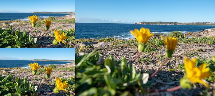 A grid of flower photos, example of using focus photography bracketing