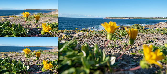 A grid of flower photos, example of using focus photography bracketing