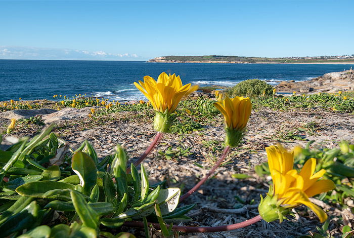 A focus stacked image of yellow flowers on the beach, bracketing photography example