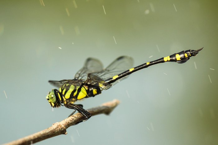 A macro rain photography shot of a dragonfly on a branch