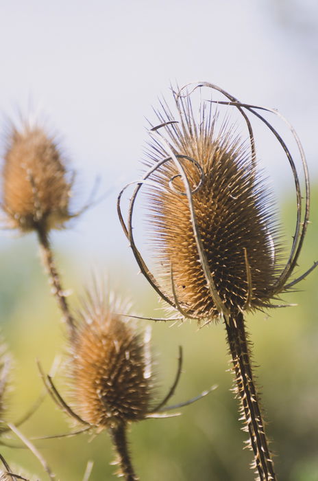 close up of three wild thistle flowers