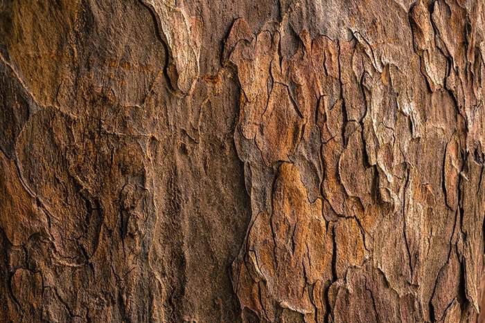 这是一张粗糙树皮的特写照片，如何拍摄纹理
