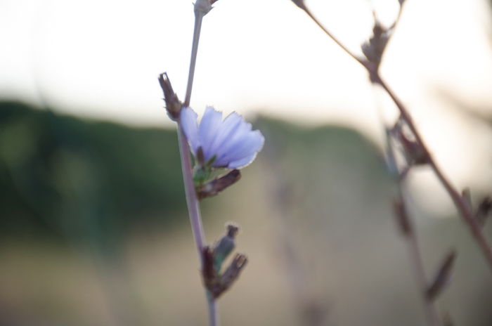 A blurry photo of a purple flower