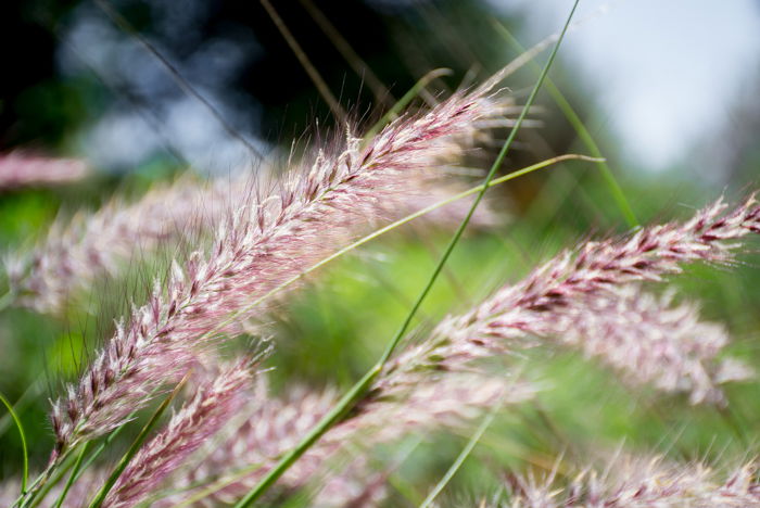 A close up of plants outdoors - what is autofocus mode