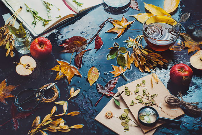 Table with tea cup, autumn leaves, apples and an open notebook with herbs. Dark food photography. Still life with rain.