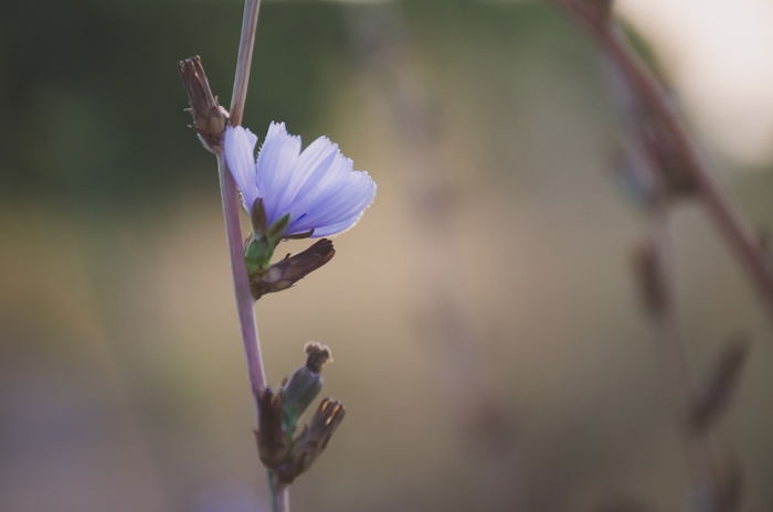 A photo of a purple flower with blurry background