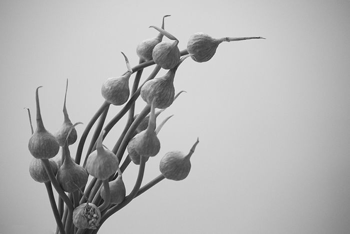 A black and white close up of garlic flowers 