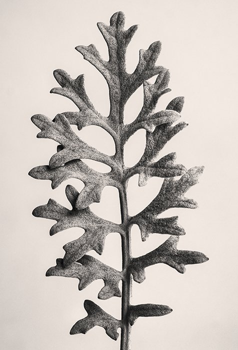 A black and white still life photo of a Blossfeldt-inspired Centaurea Cineraria 