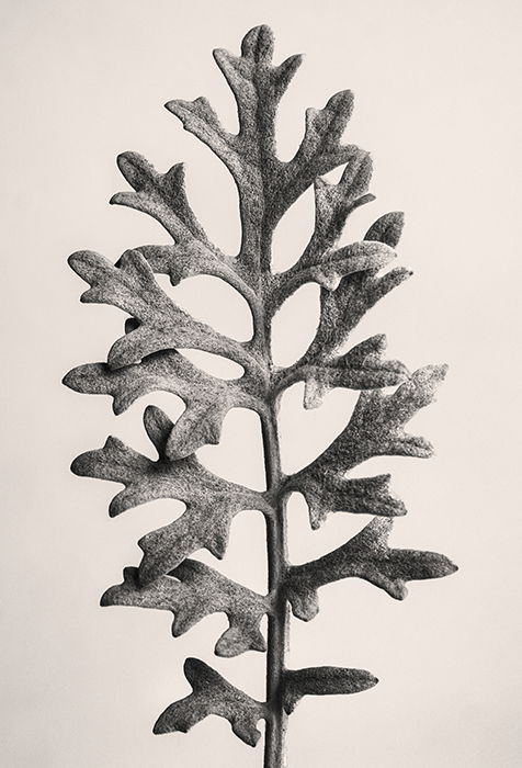 A black and white still life photo of a Blossfeldt-inspired Centaurea Cineraria