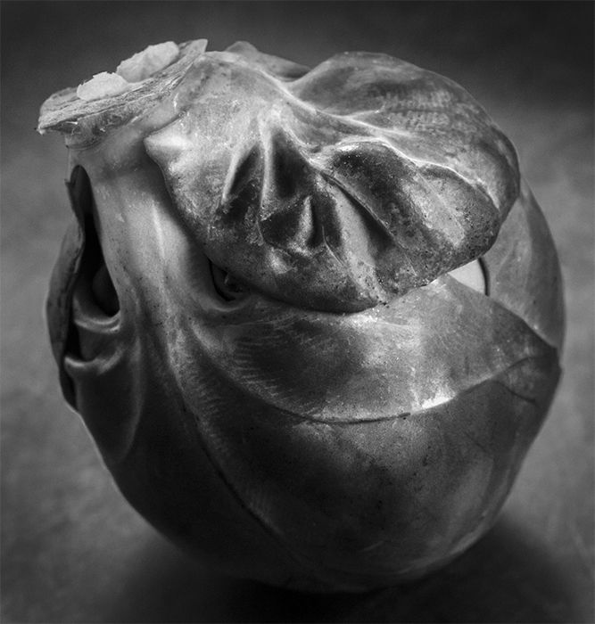 A black and white still life of a brussels sprout.