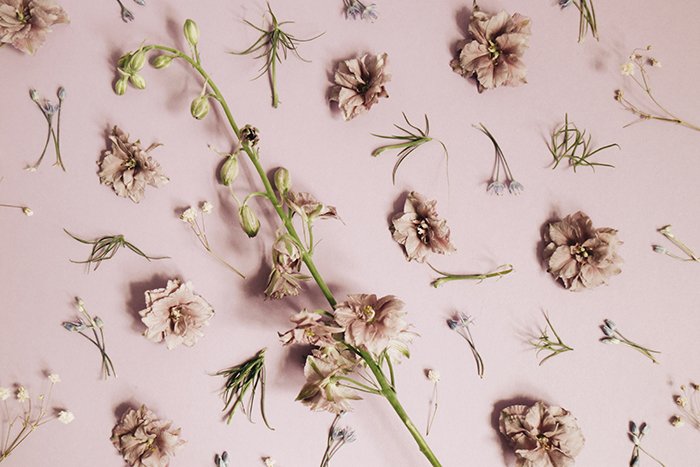 A flat lay of dried pink flowers on pink background used as diy photography backdrops