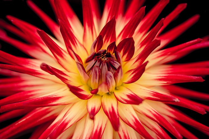 A close up flower photography shot of the center of a yellow and red flower