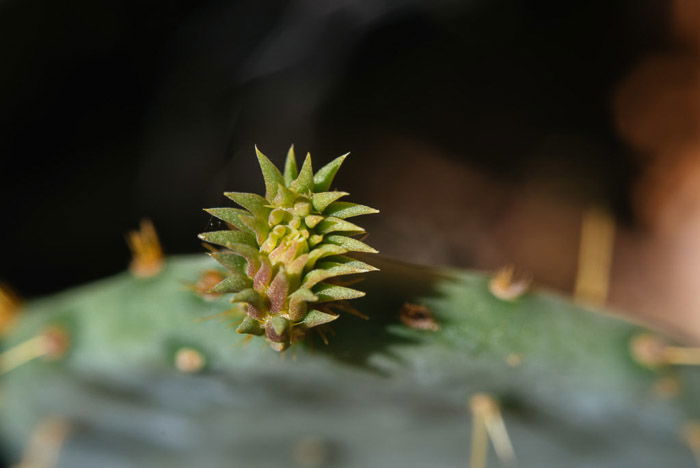 A close up of a green plant - macro flower photography tips