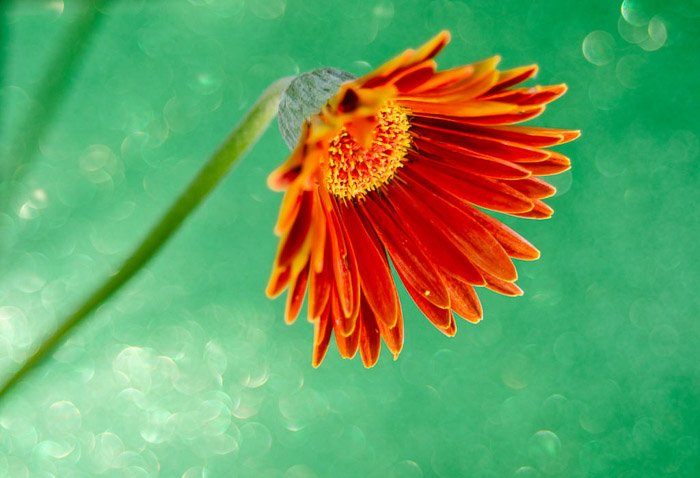 A close up flower photography shot of an orange flower