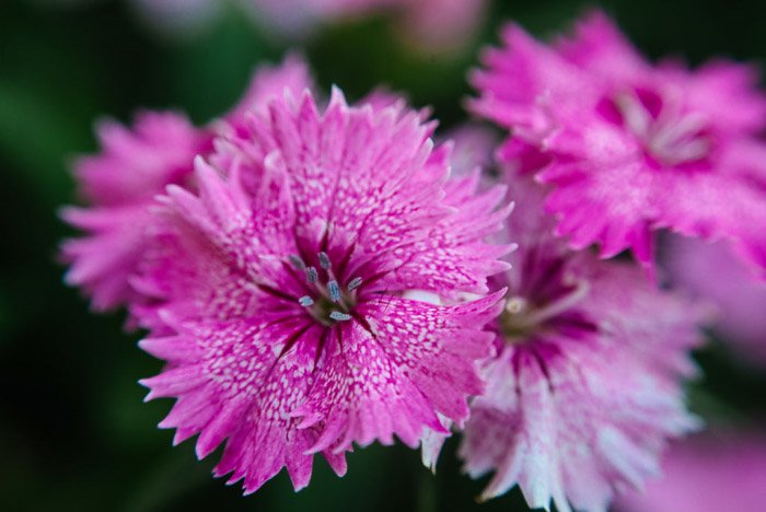 A close up pink flower photograph