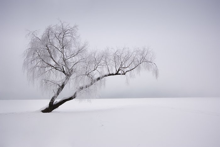 A snowy landscape with a tree, how to price photography prints 