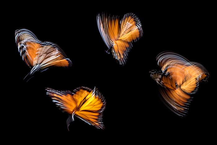 4 blurry butterflies against a black background as an example of impressionist photography