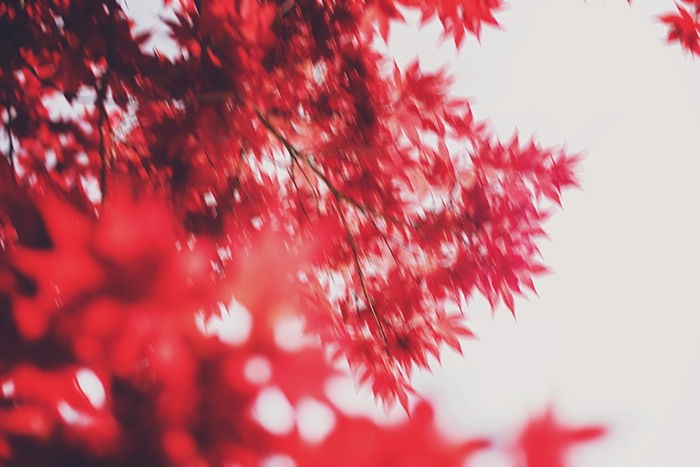 Blurred impressionist photography of bright red leaves on a tree