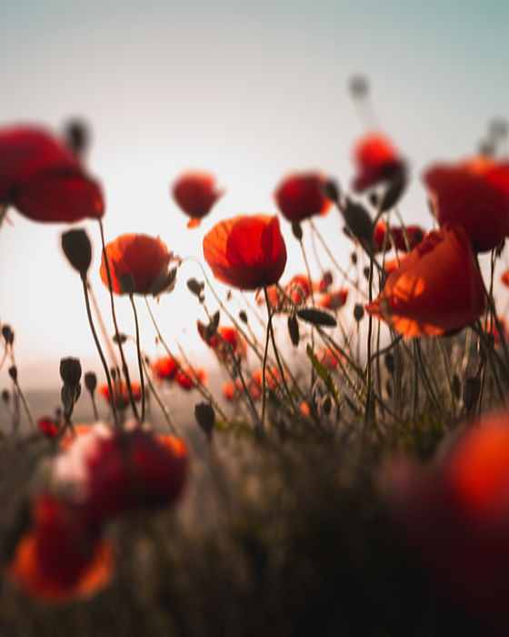 Creative blurred photo of red poppies demonstrating impressionist photography style 