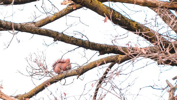 Natural photo of a red squirrel out for food in early spring