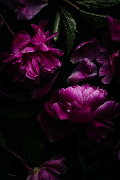 Dark and moody photo of purple flowers