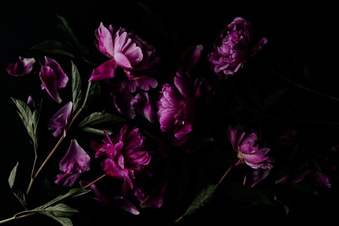 Dark purple flowers photography print 