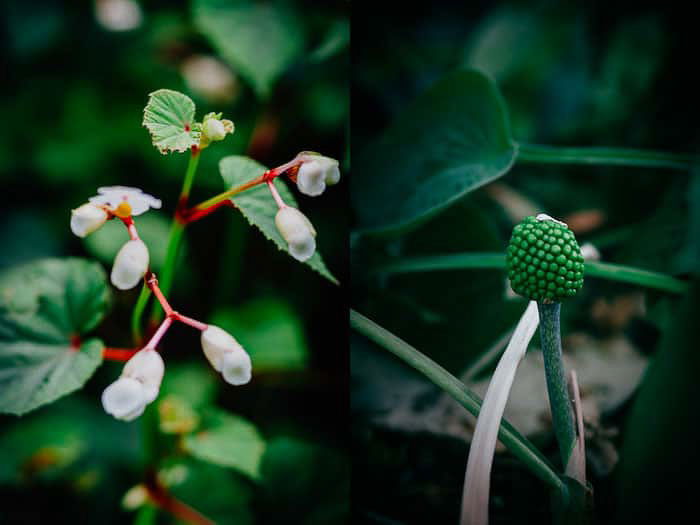 A botanical photo diptych