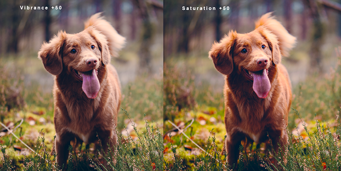Diptych showing vibrance vs saturation and how it effects pet photography