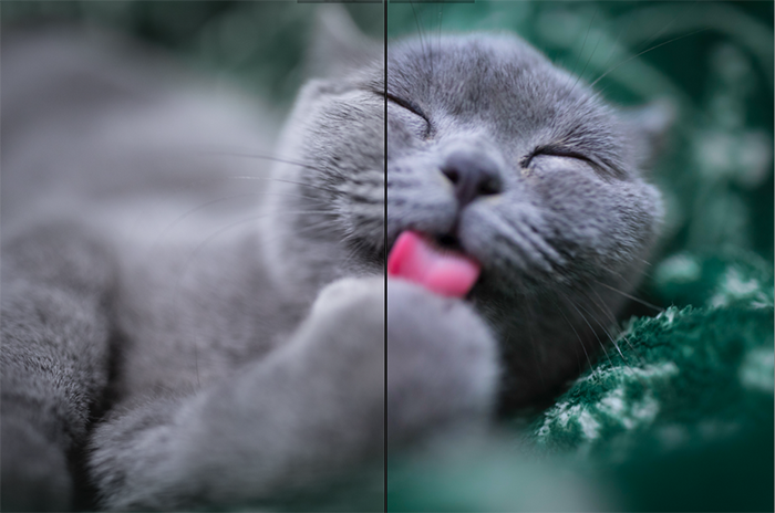 A cute cat portrait divided in half to show the effect of using the saturation tool - vibrance vs saturation