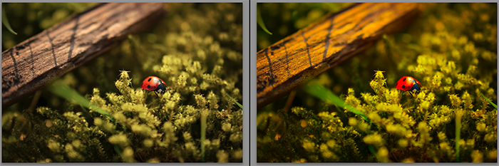 Diptych showing what is saturation and how it effects macro photography