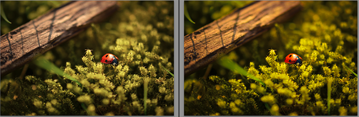 Diptych showing what is vibrance and how it effects macro photography