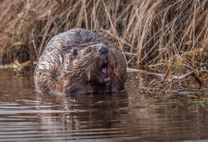 Wildlife photography shot of a beaver in water