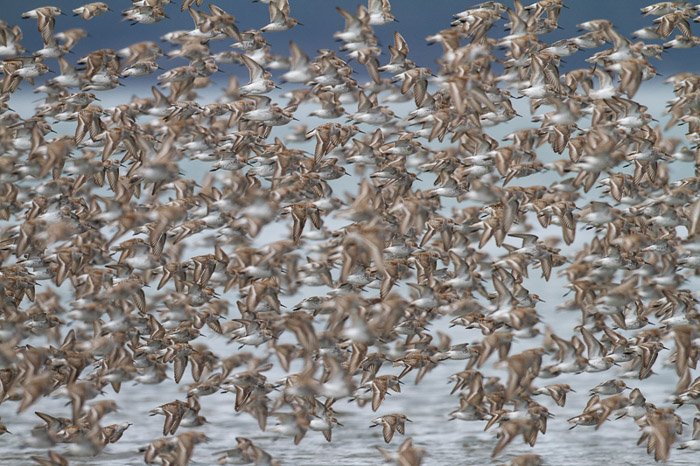 A large flock of birds in flight - wildlife photography tips