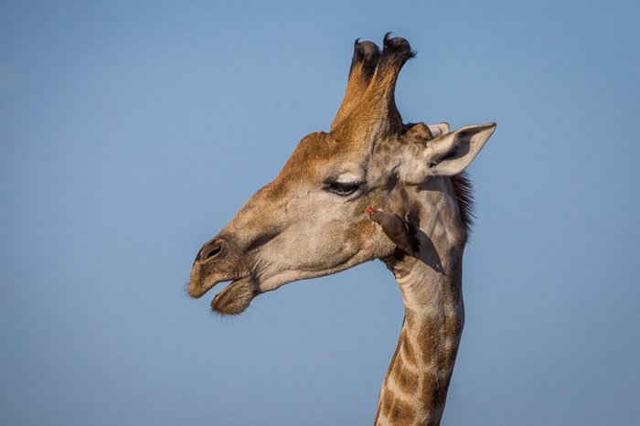 A wildlife photography portrait of a giraffe