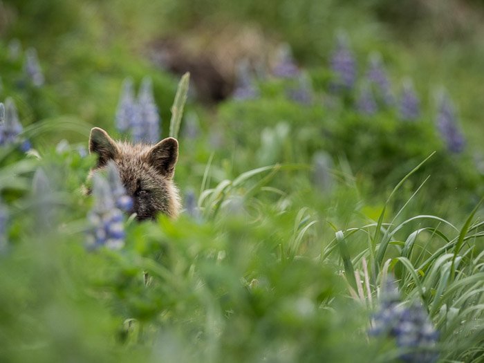 A nature photo of a fox hiding in tall grass