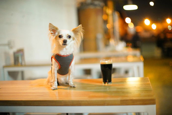 A small dog sitting on a wooden table shot with a Sony a7R III 