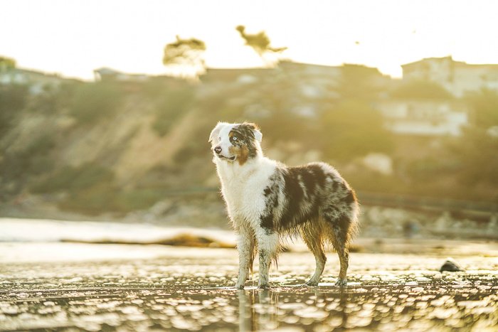 A dog portrait on a beach shot with a Sony a7R III mirrorless camera