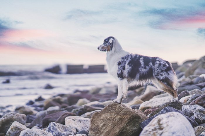 Dreamy pet portrait of a dog standing on a beach, shot with a Sony a7R III mirrorless camera