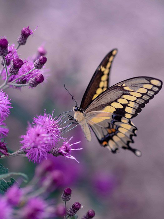 Beautiful butterfly photography of a swallowtail on a pink flower