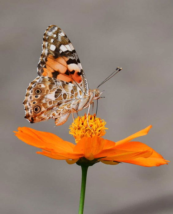 How to Find and Take Beautiful Butterfly Photography - 2