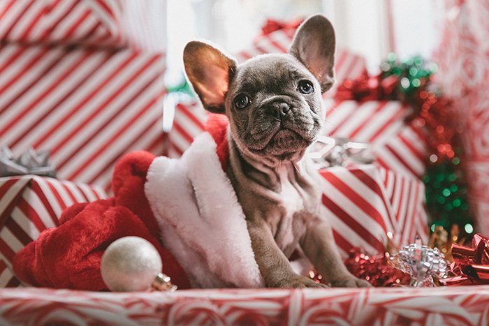 Christmas pet photography of a dog in a santa suit