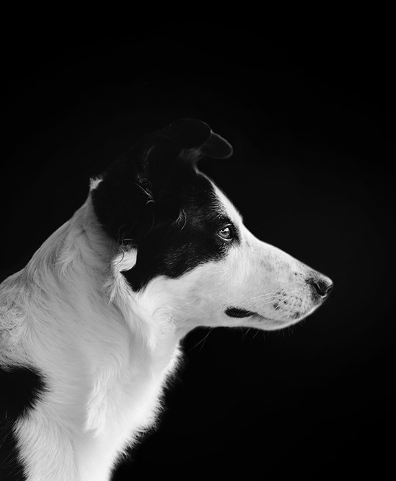Black and white photo of a dog from the side, with a black background
