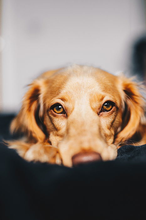 A close up dog photography portrait 