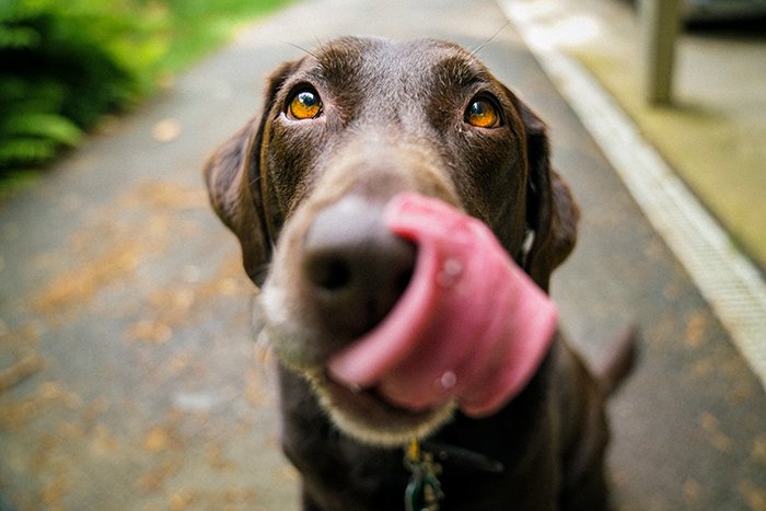 Closeup shot of a dark brown dog licking its nose