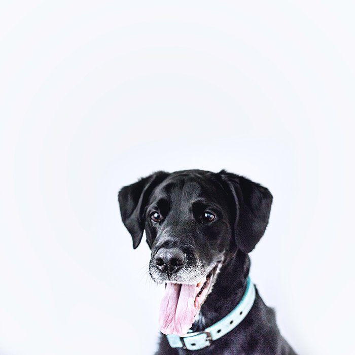 Photo of a happy-looking black dog with its mouth open and tongue out in front of a white background