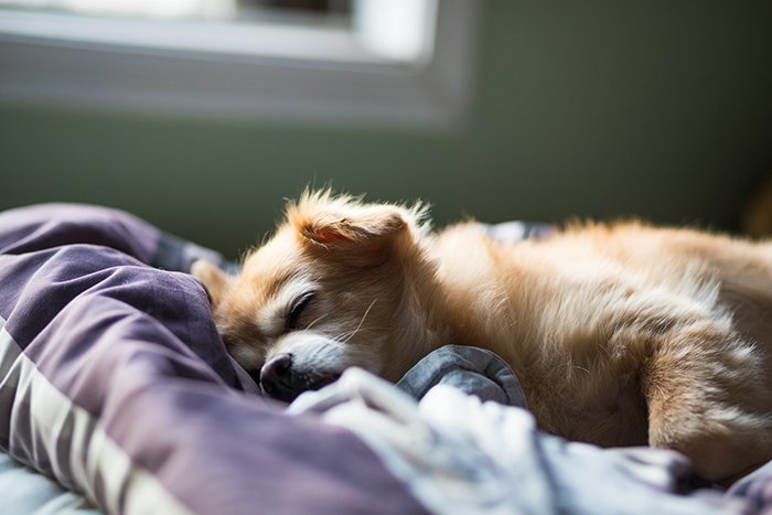 Cute pet portrait of a brown puppy sleeping
